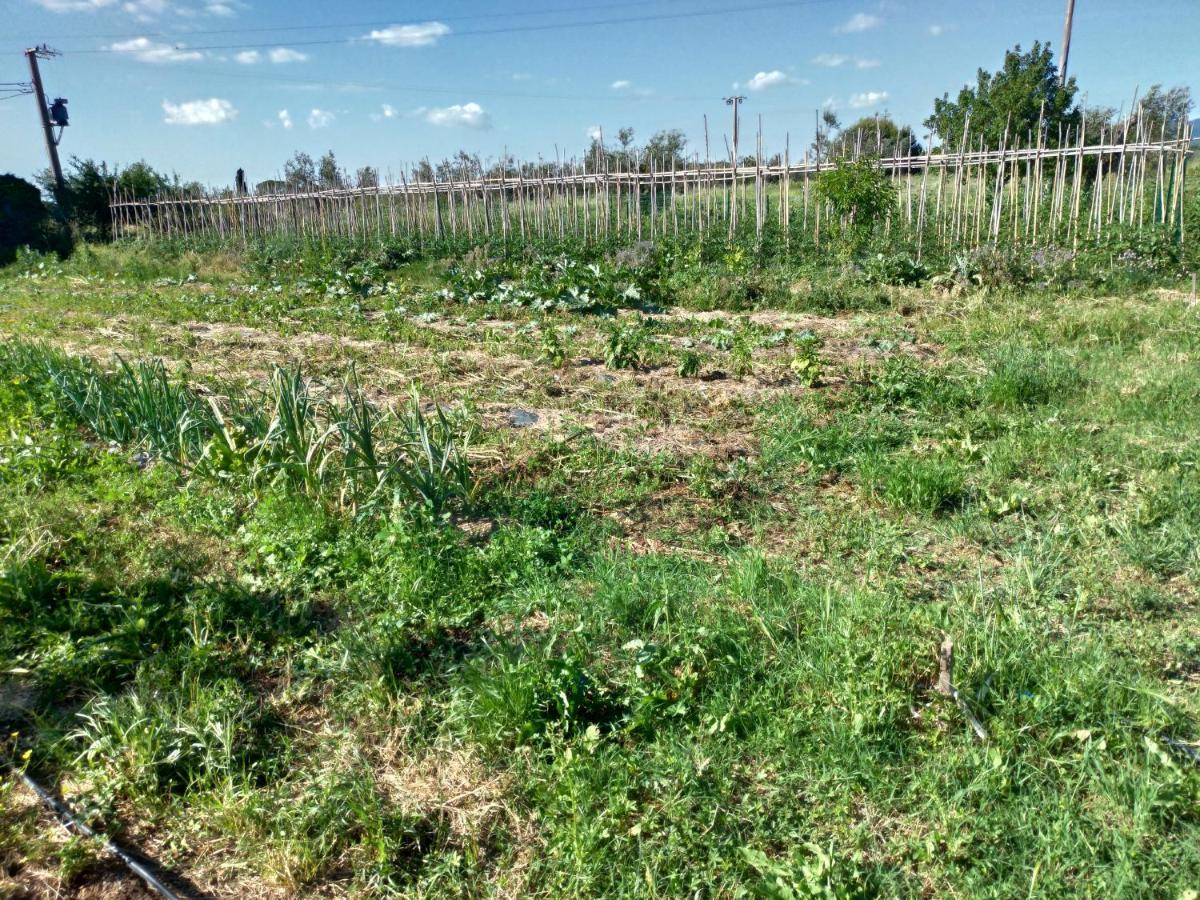 Casa Daria, Armonia Del Passato Nel Rispetto Della Natura Donoratico Exteriör bild